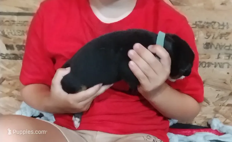 Light blue girl  – Bernese Mountain Dog puppy for sale in Malone, NY