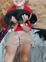 Brown collar, a female Bernese Mountain Dog for sale in Malone, NY – 2 of 2