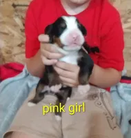 Pink girl , a female Bernese Mountain Dog for sale in Malone, NY – 2 of 2