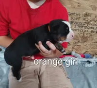 Orange girl , a female Bernese Mountain Dog for sale in Malone, NY – 2 of 2