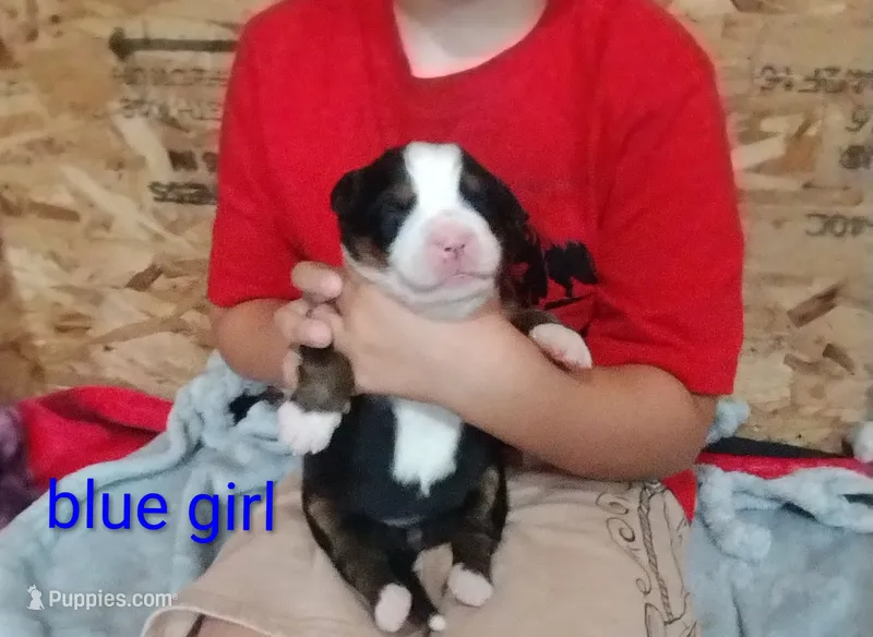 Blue girl  – Bernese Mountain Dog puppy for sale in Malone, NY