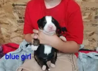 Blue girl , a female Bernese Mountain Dog for sale in Malone, NY – 1 of 1