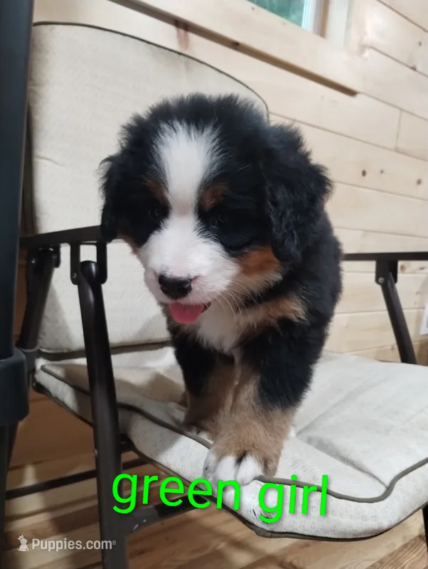 Green girl  – Bernese Mountain Dog puppy for sale in Malone, NY