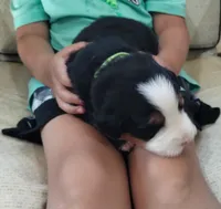 Green girl , a female Bernese Mountain Dog for sale in Malone, NY – 6 of 7