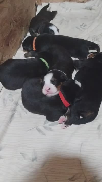 Green - silver , a female Bernese Mountain Dog for sale in Malone, NY – 2 of 2