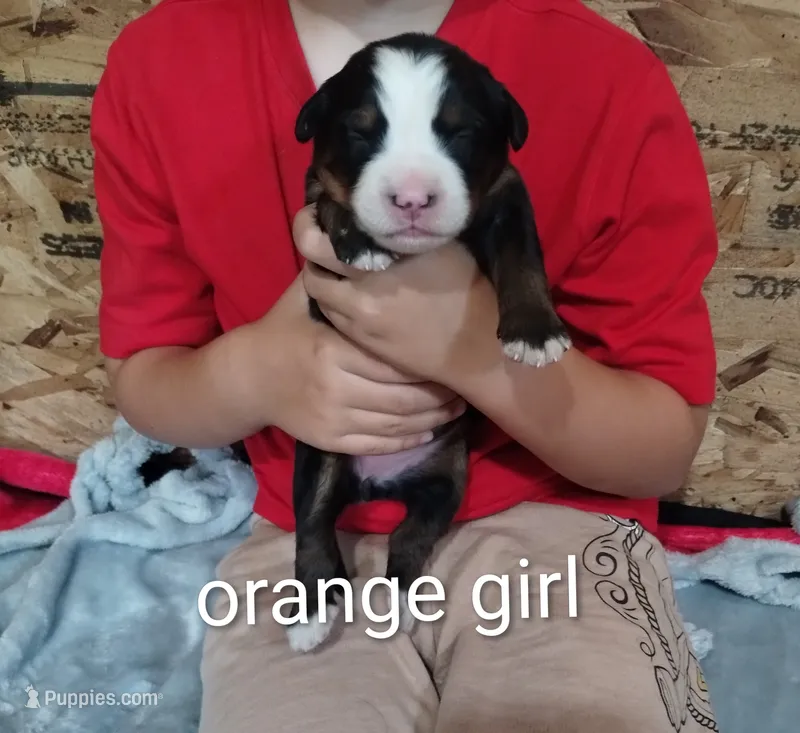 Orange girl  – Bernese Mountain Dog puppy for sale in Malone, NY