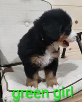 Green girl , a female Bernese Mountain Dog for sale in Malone, NY – 2 of 7