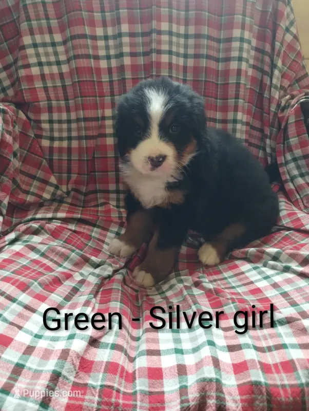 Green - silver  – Bernese Mountain Dog puppy for sale in Malone, NY