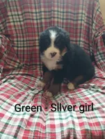 Green - silver , a female Bernese Mountain Dog for sale in Malone, NY – 1 of 2