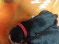 Red girl , a female Bernese Mountain Dog for sale in Malone, NY – 1 of 3