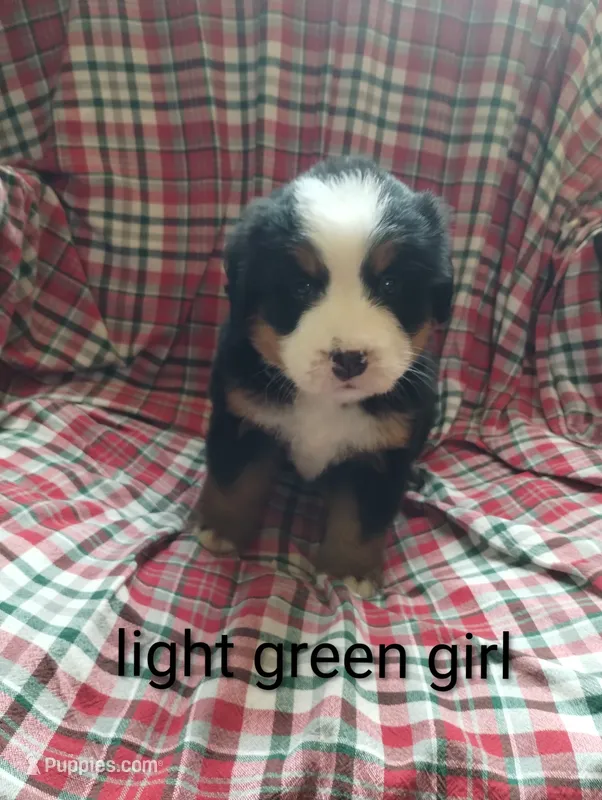 Green girl  – Bernese Mountain Dog puppy for sale in Malone, NY