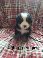 Green girl , a female Bernese Mountain Dog for sale in Malone, NY – 3 of 7