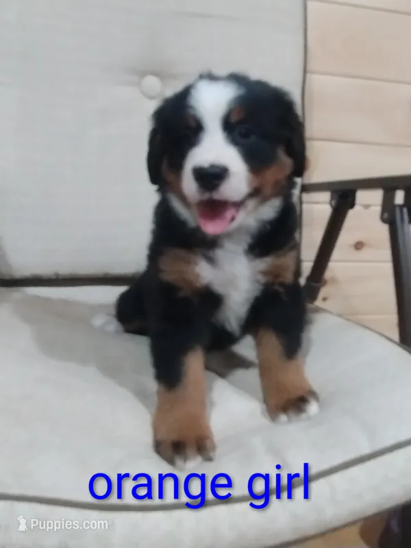 Orange girl  – Bernese Mountain Dog puppy on hold in Malone, NY