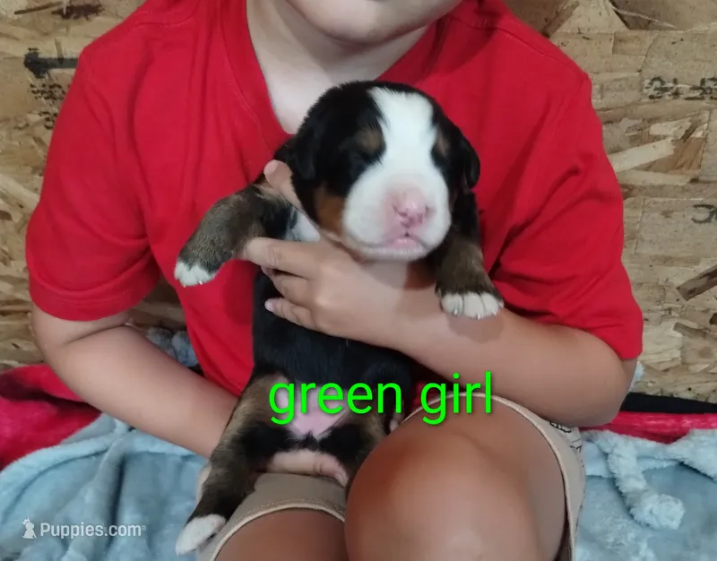 Green girl  – Bernese Mountain Dog puppy for sale in Malone, NY