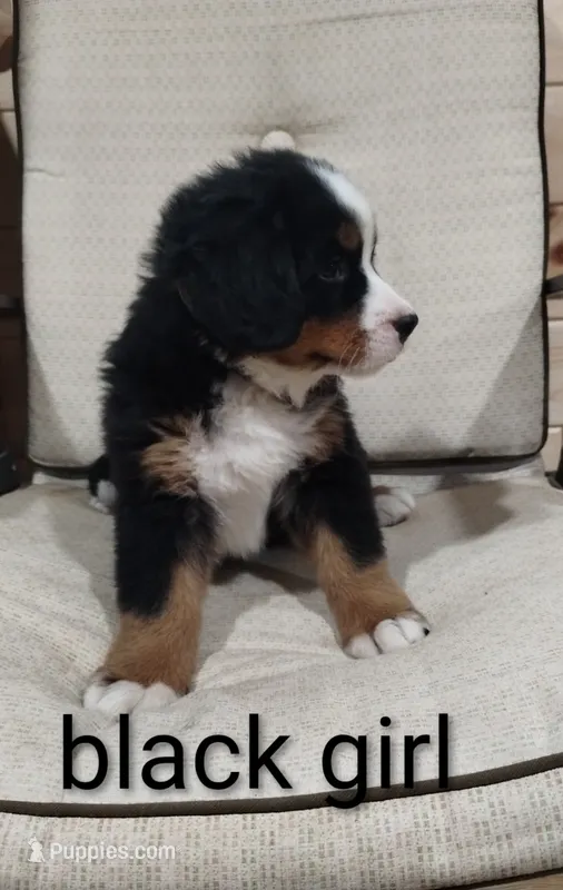 Black girl  – Bernese Mountain Dog puppy for sale in Malone, NY