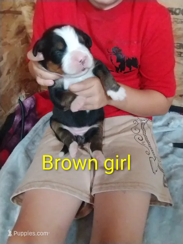 Brown collar – Bernese Mountain Dog puppy for sale in Malone, NY