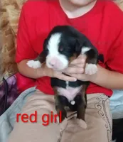 Red girl , a female Bernese Mountain Dog for sale in Malone, NY – 2 of 3