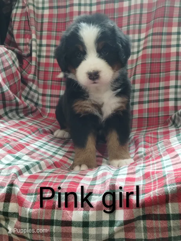 Pink girl  – Bernese Mountain Dog puppy for sale in Malone, NY