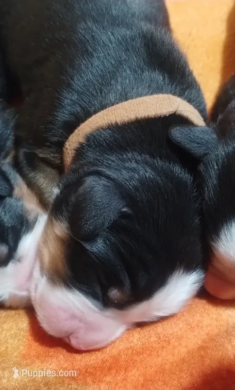 Brown collar – Bernese Mountain Dog puppy for sale in Malone, NY