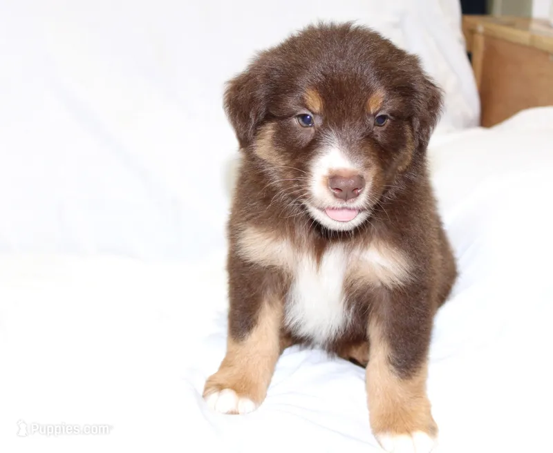 Reno – Australian Shepherd puppy for sale in Russellville, KY