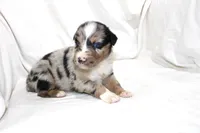 Denver, a male Australian Shepherd for sale in Russellville, KY – 2 of 3