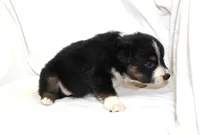Abilene, a female Australian Shepherd for sale in Russellville, KY – 2 of 3