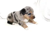 Laramie, a female Australian Shepherd for sale in Russellville, KY – 2 of 3