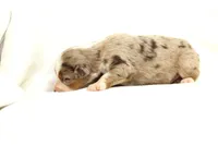 Derby, a female Australian Shepherd for sale in Russellville, KY – Photo 3 of 3