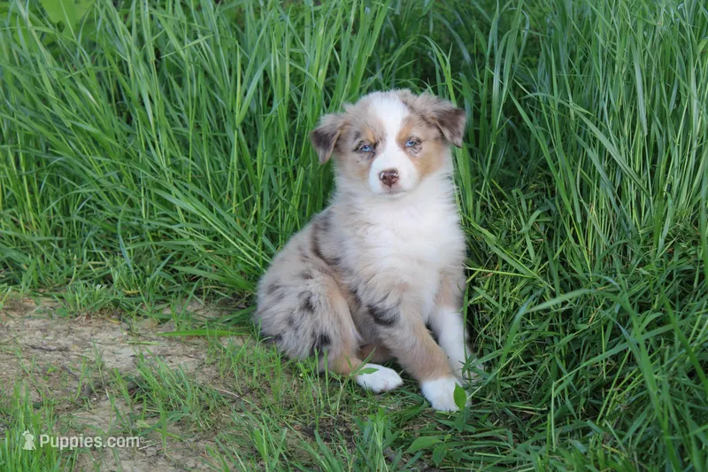 Derby – Australian Shepherd puppy for sale in Russellville, KY