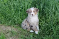 Derby, a female Australian Shepherd for sale in Russellville, KY – Photo 1 of 3