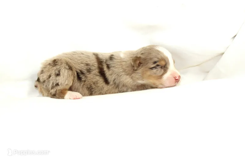 Derby – Australian Shepherd puppy for sale in Russellville, KY