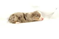 Derby, a female Australian Shepherd for sale in Russellville, KY – Photo 1 of 3