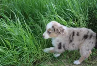 Derby, a female Australian Shepherd for sale in Russellville, KY – Photo 2 of 3