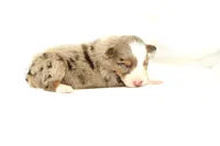 Derby, a female Australian Shepherd for sale in Russellville, KY – Photo 2 of 3