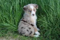 Derby, a female Australian Shepherd for sale in Russellville, KY – Photo 3 of 3