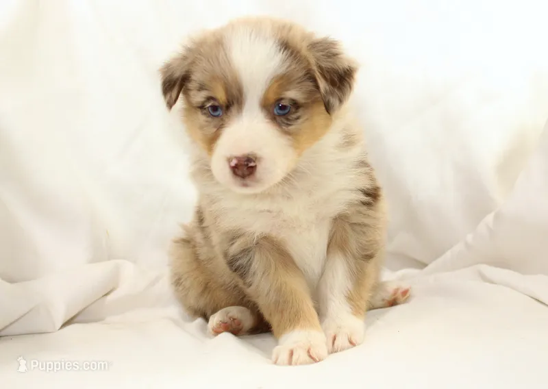 Derby – Australian Shepherd puppy for sale in Russellville, KY