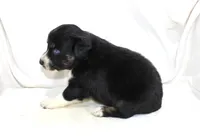 Aspen, a female Australian Shepherd for sale in Russellville, KY – 2 of 3