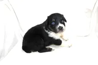 Aspen, a female Australian Shepherd for sale in Russellville, KY – 3 of 3