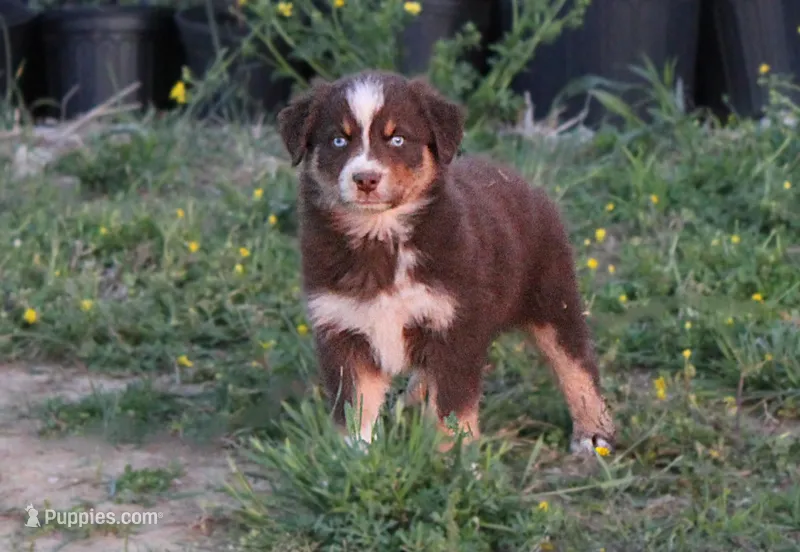 Boone – Australian Shepherd puppy for sale in Russellville, KY
