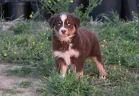 Boone, a male Australian Shepherd for sale in Russellville, KY – Photo 1 of 3