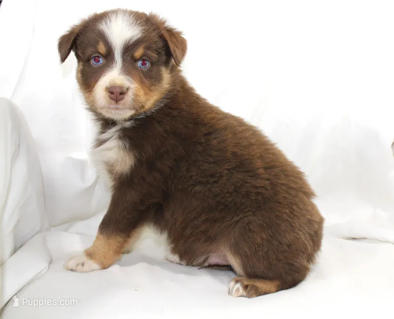 Boone – Australian Shepherd puppy for sale in Russellville, KY