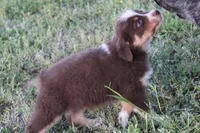 Boone, a male Australian Shepherd for sale in Russellville, KY – Photo 3 of 3