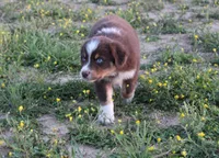 Boone, a male Australian Shepherd for sale in Russellville, KY – Photo 2 of 3