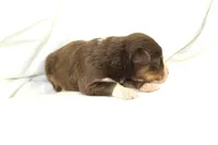 Boone, a male Australian Shepherd for sale in Russellville, KY – Photo 2 of 3