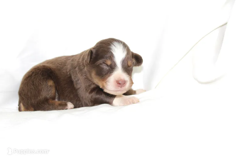 Boone – Australian Shepherd puppy for sale in Russellville, KY