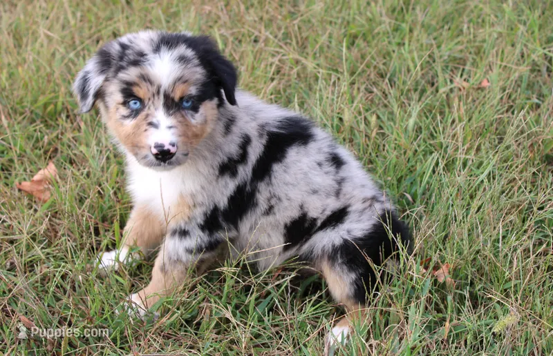 Denver – Australian Shepherd puppy for sale in Russellville, KY