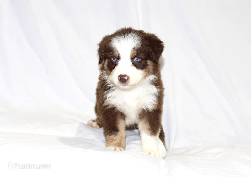 Catalina – Australian Shepherd puppy for sale in Russellville, KY