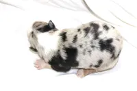 Beau, a male Australian Shepherd for sale in Russellville, KY – 3 of 4