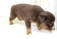 Reno, a male Australian Shepherd for sale in Russellville, KY – 2 of 3