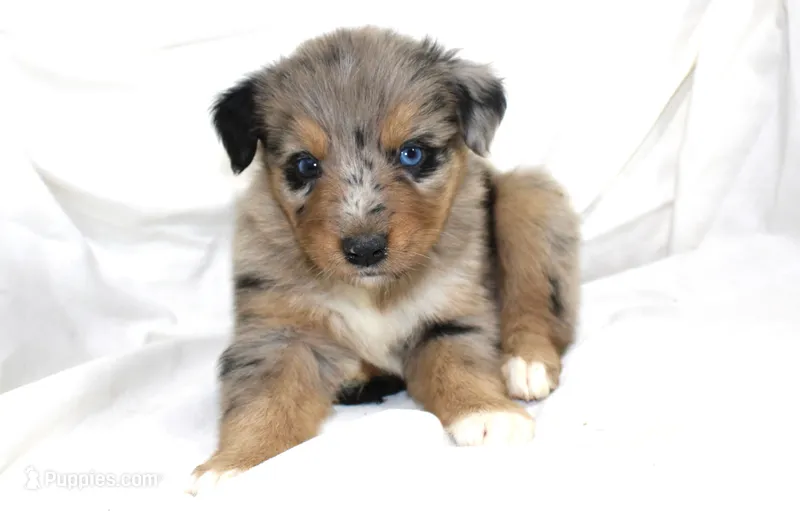 Laramie – Australian Shepherd puppy for sale in Russellville, KY